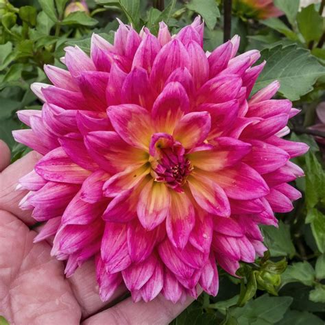 Blossoming dahlia sculpting a rejuvenating beginning with magical instruments